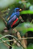 Black-tailed Trogon